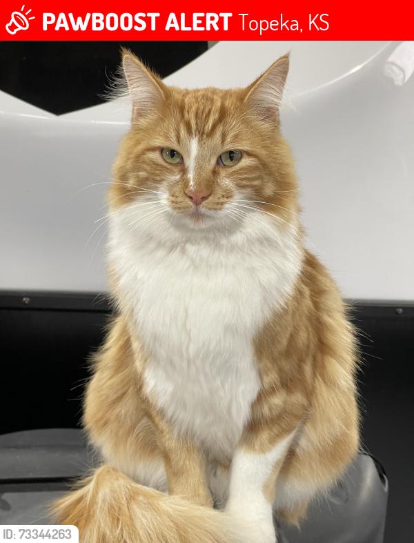 Lost Male Cat last seen 37th and Urish, Topeka, KS 66614