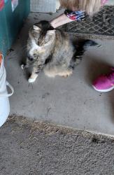 Found/Stray Unknown Cat last seen Glenn and Treat, Tucson, AZ 85716