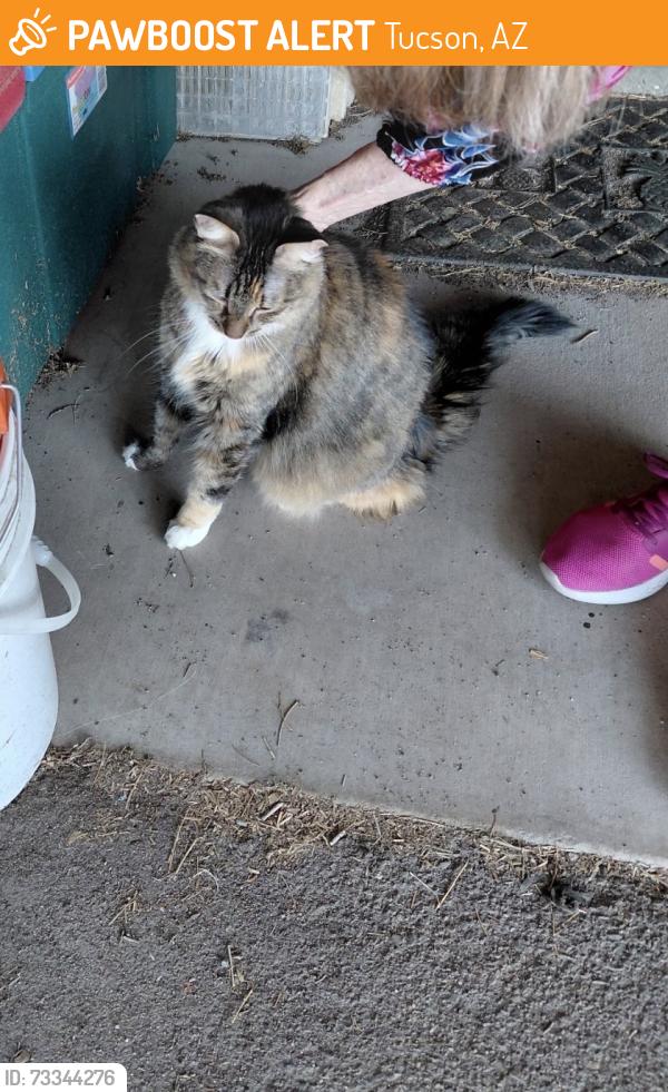 Found/Stray Unknown Cat last seen Glenn and Treat, Tucson, AZ 85716
