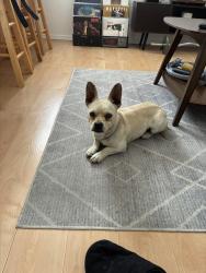 Reunited Male Dog last seen Central, Richmond, CA 94804