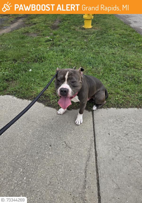 Surrendered Male Dog last seen Richmond & Muskegon, Grand Rapids, MI 49504