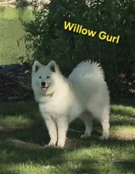 Lost Female Dog last seen Edna, Nashville, MI 49073
