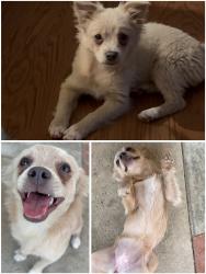 Lost Female Dog last seen Riverside dr, Ontario, CA 91761