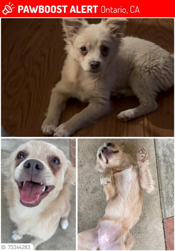 Lost Female Dog last seen Riverside dr, Ontario, CA 91761
