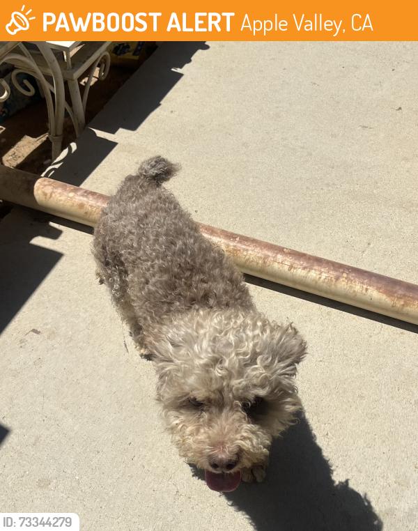 Found/Stray Unknown Dog last seen Kiowa and Nisqually, Apple Valley, CA 92308