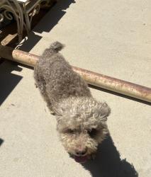 Found/Stray Unknown Dog last seen Kiowa and Nisqually, Apple Valley, CA 92308