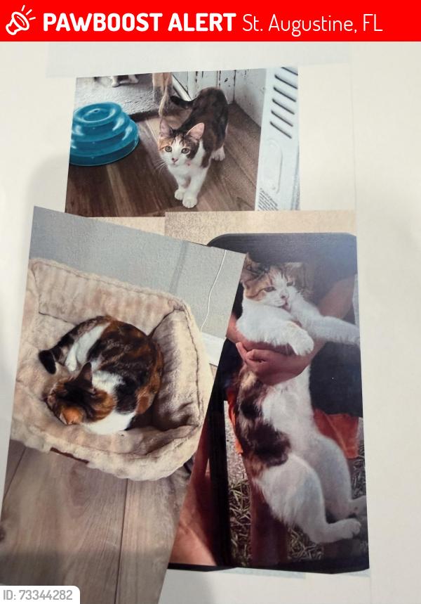 Lost Female Cat last seen Masters drive, St. Augustine, FL 32084