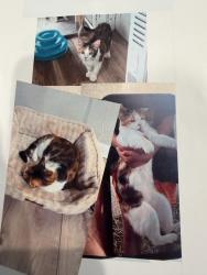 Lost Female Cat last seen Masters drive, St. Augustine, FL 32084