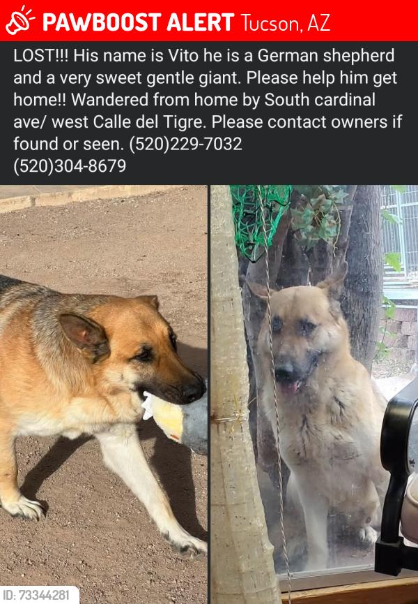 Lost Male Dog last seen Cardinal and los reales, Tucson, AZ 85746