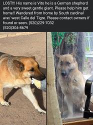 Lost Male Dog last seen Cardinal and los reales, Tucson, AZ 85746