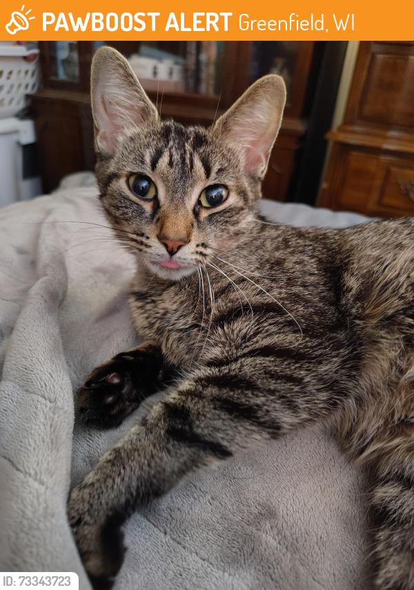 Found/Stray Female Cat last seen Near W Loomis Road, Greenfield, WI 53220, Greenfield, WI 53220