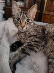 Found/Stray Female Cat last seen Near W Loomis Road, Greenfield, WI 53220, Greenfield, WI 53220