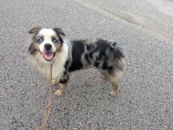 Found/Stray Male Dog last seen Friendship and 1774, Magnolia, TX 77355
