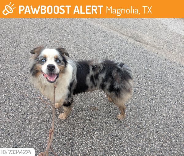 Found/Stray Male Dog last seen Friendship and 1774, Magnolia, TX 77355