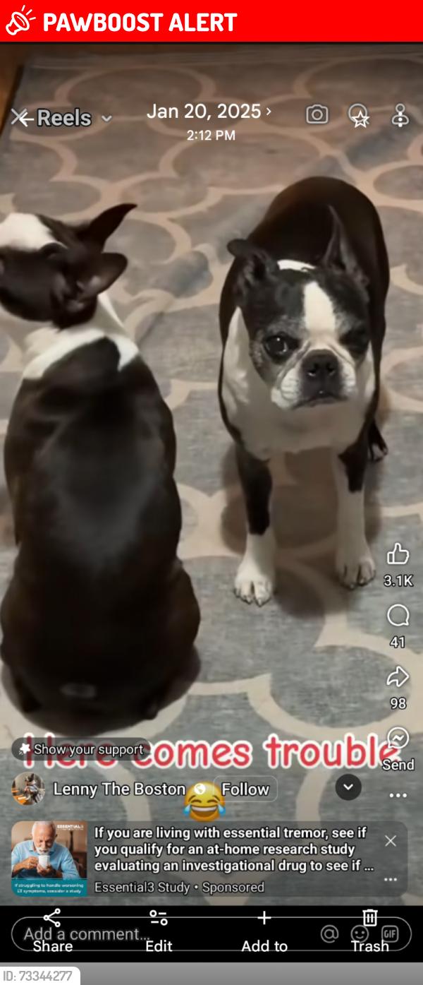 Lost Female Dog last seen Polo Run Subdivision at FeeFee & Seven Pines, Maryland Heights Township, MO 63146