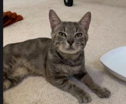 Lost Male Cat last seen Dinger Dr and Pitch Ave Davenport FL, Polk County, FL 33837