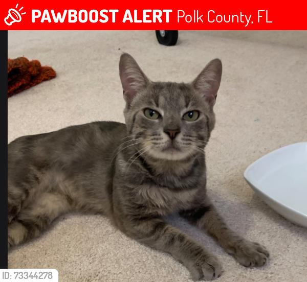 Lost Male Cat last seen Dinger Dr and Pitch Ave Davenport FL, Polk County, FL 33837