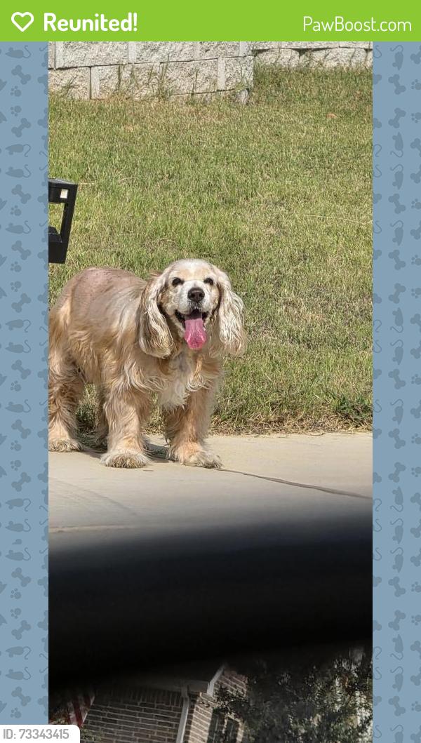 Reunited Female Dog last seen Glacier Rdg, Amistad Ln, Wellington, and Flatiron Dr, Corinth, TX 76210