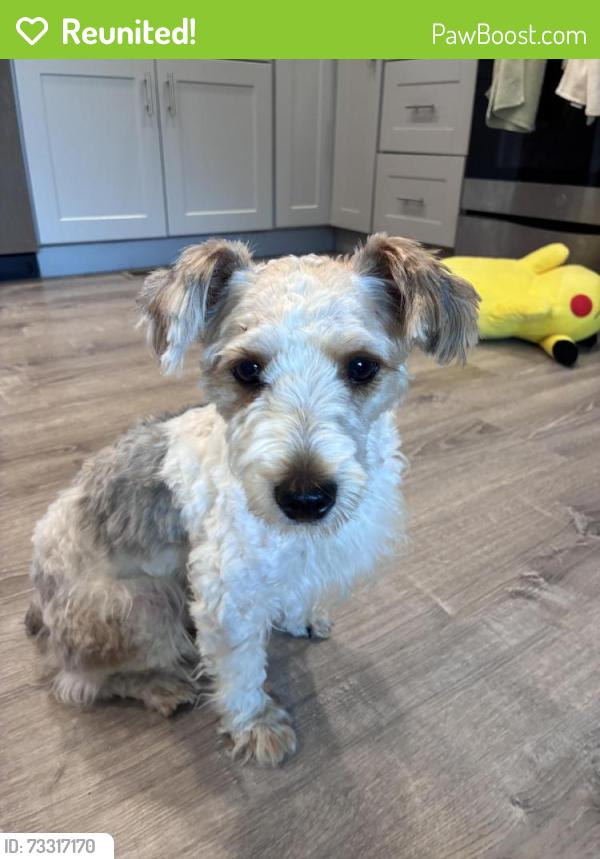 Reunited Male Dog last seen Brookmill road, Knoxville, TN 37932
