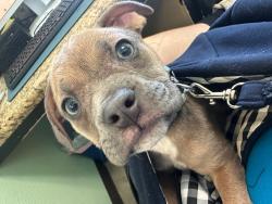Shelter Stray Male Dog last seen Bexar County, 3353 Morningside Dr, New Braunfels, TX 78132, USA