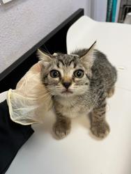 Shelter Stray Female Cat last seen Bexar County, 3353 Morningside Dr, New Braunfels, TX 78132, USA