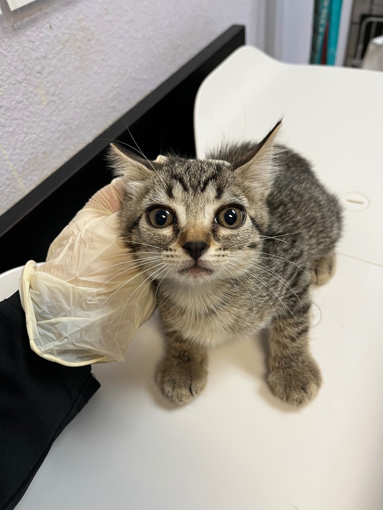 Shelter Stray Female Cat last seen Bexar County, 3353 Morningside Dr, New Braunfels, TX 78132, USA