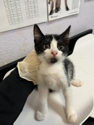 Shelter Stray Male Cat last seen Bexar County, 3353 Morningside Dr, New Braunfels, TX 78132, USA