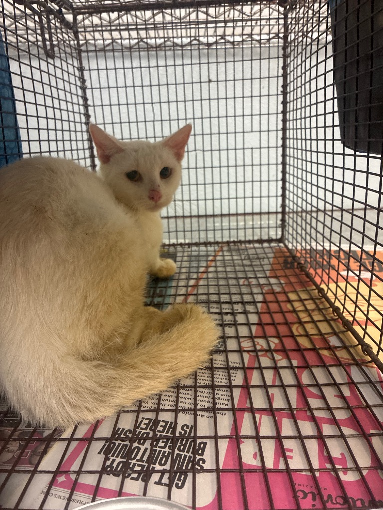 Shelter Stray Female Cat last seen Bexar County, 3353 Morningside Dr, New Braunfels, TX 78132, USA