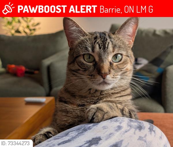 Lost Female Cat last seen Lancaster court and Winchester Terrace, Barrie, ON L4M 0G1