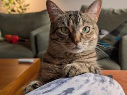 Lost Female Cat last seen Lancaster court and Winchester Terrace, Barrie, ON L4M 0G1