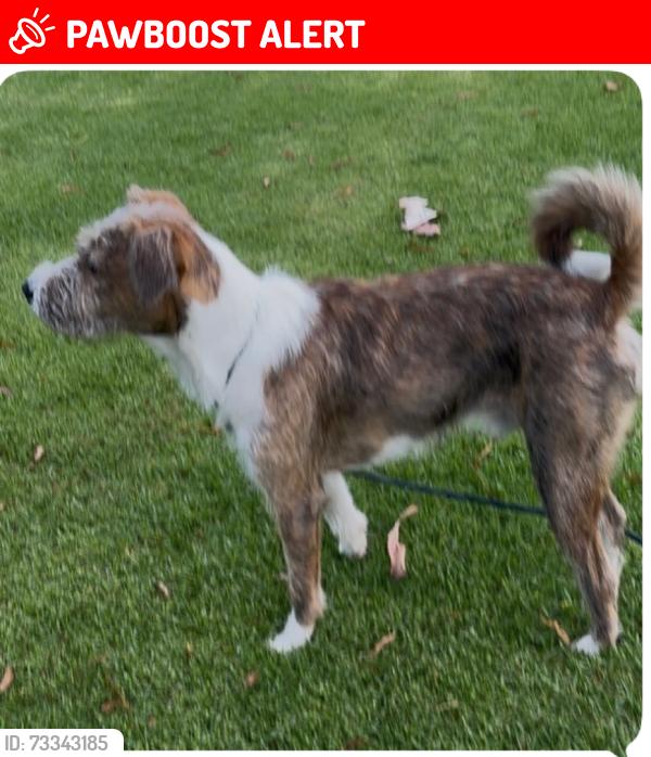 Lost Male Dog last seen Via Arribo and Las Pisadas, Rancho Santa Margarita, CA 92688