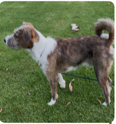 Lost Male Dog last seen Via Arribo and Las Pisadas, Rancho Santa Margarita, CA 92688
