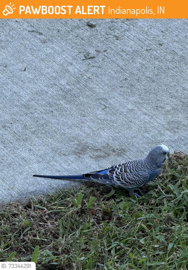 Found/Stray Unknown Bird last seen Plastic Recycling Inc, Indianapolis, IN 46214