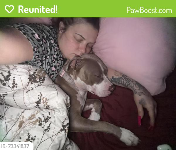 Reunited Female Dog last seen Beam, Maplewood, MN 55119