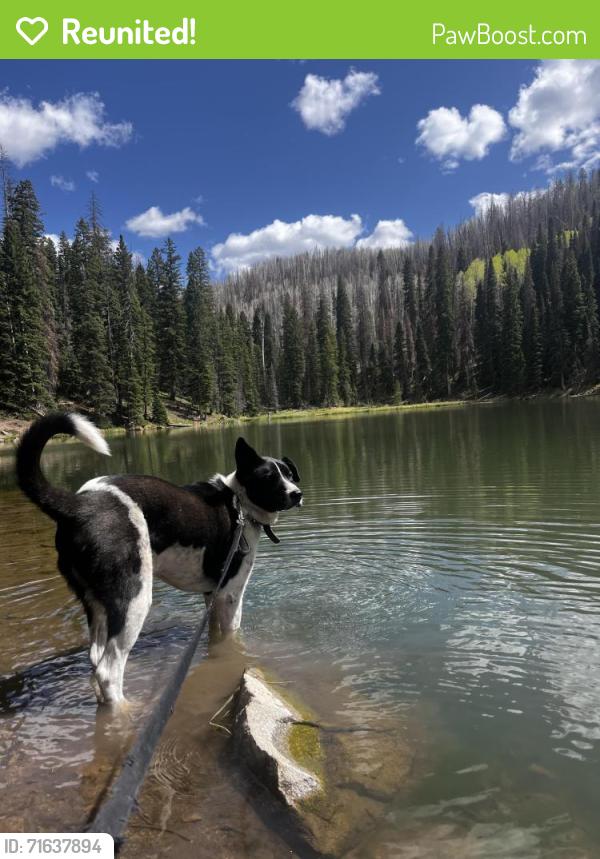 Reunited Male Dog last seen Near oak forest drive, Saint Charles, MO 63303