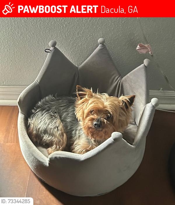 Lost Male Dog last seen River Valley Drive, Dacula, GA 30019