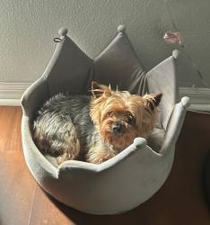 Lost Male Dog last seen River Valley Drive, Dacula, GA 30019