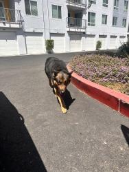 Found/Stray Male Dog last seen Inside the gates of apmts, Sacramento, CA 95815
