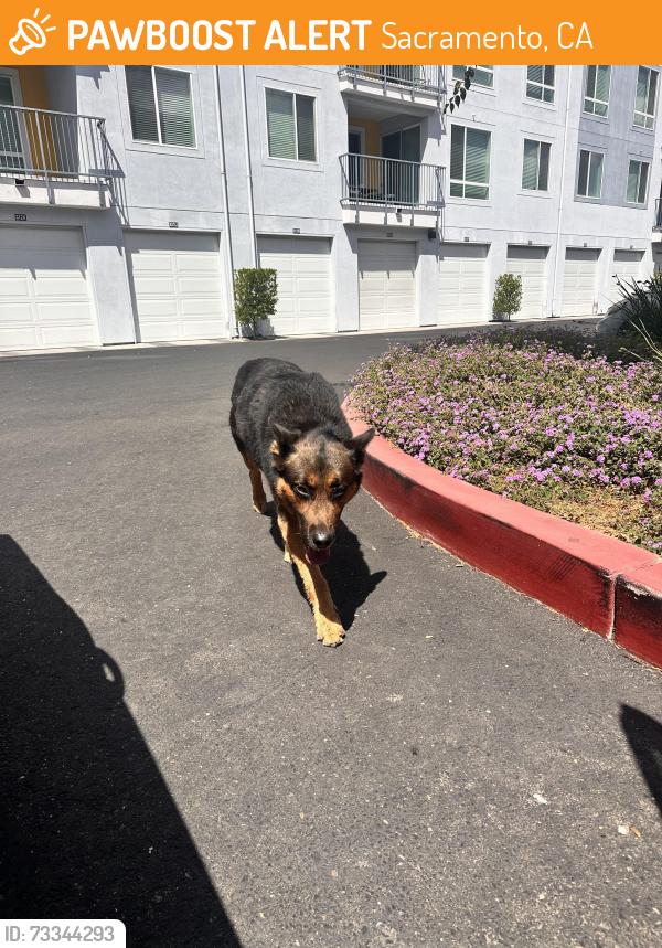 Found/Stray Male Dog last seen Inside the gates of apmts, Sacramento, CA 95815