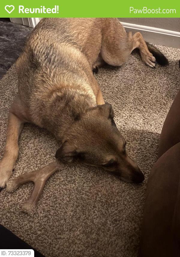 Reunited Female Dog last seen Renschler Forest park, Hamilton, OH 45015