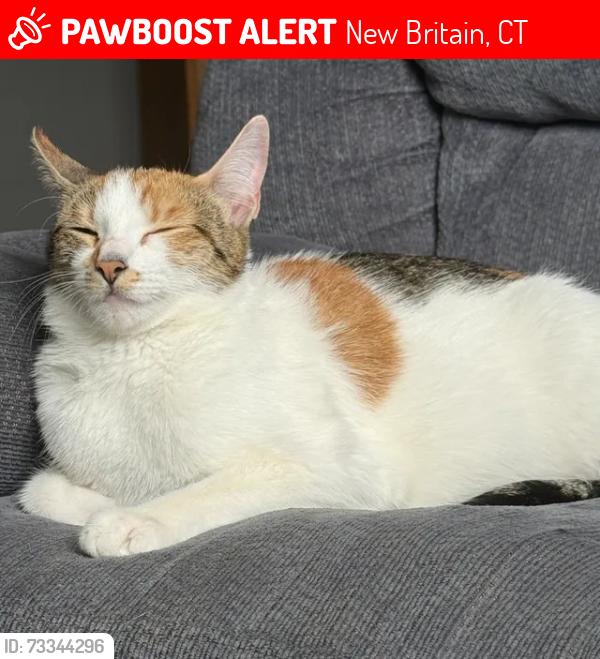 Lost Female Cat last seen Main St, New Britain, CT 06051