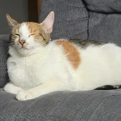 Lost Female Cat last seen Main St, New Britain, CT 06051