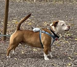 Reunited Male Dog last seen Near ave and state, Phoenix, AZ 85051