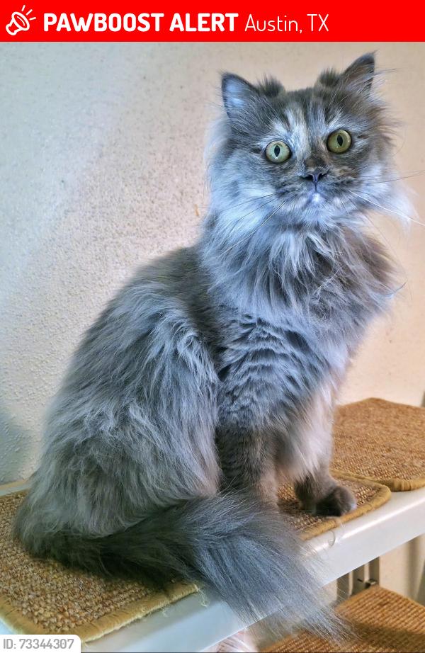 Lost Female Cat last seen Simmons rd, Hudson hollow, Austin, TX 78759