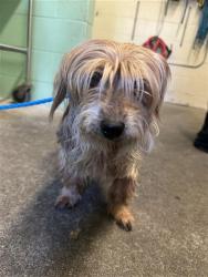 Shelter Stray Female Dog last seen W EL CAMINO AVE & NORTHGATE BLVD, 2127 Front St, Sacramento, CA 95818, USA
