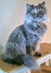 Lost Female Cat last seen Simmons rd, Hudson hollow, Austin, TX 78759