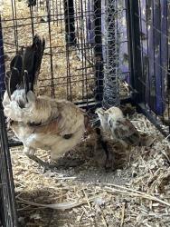 Shelter Stray Female Poultry last seen RALEY BLVD & MAIN AVE, 2127 Front St, Sacramento, CA 95818, USA