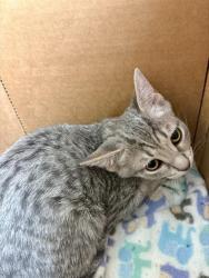 Shelter Stray Female Cat last seen Near BLOCK MAGNOLIA AVE, RIVERSIDE CA 92505, 6851 Van Buren Boulevard, Jurupa Valley, CA 92509, USA