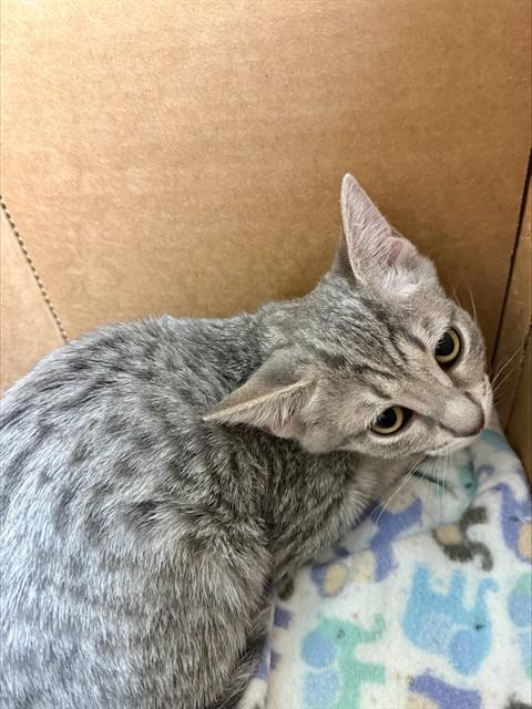 Shelter Stray Female Cat last seen Near BLOCK MAGNOLIA AVE, RIVERSIDE CA 92505, 6851 Van Buren Boulevard, Jurupa Valley, CA 92509, USA
