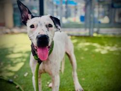 Shelter Stray Male Dog last seen , 2769 Conroy Rd, Orlando, FL 32839, USA